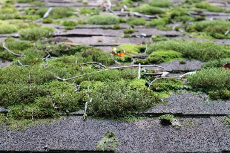 The Hidden Threat: Why Removing Moss from Your Roof is Crucial