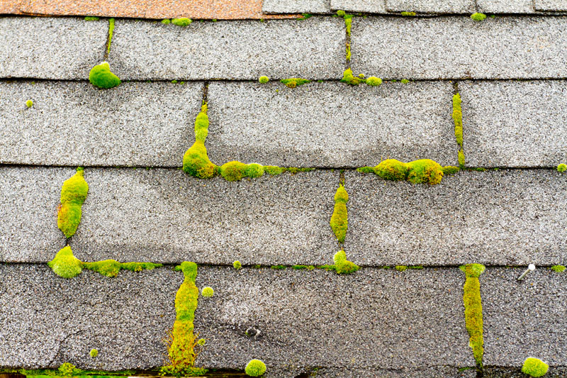 What's Growing On My Roof Eugene?